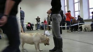 Выводка щенков 18.12.11 (1)