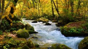 ?Пение птиц, звук воды. Звуки леса для сна и отдыха. Звуки природы для сна. Звуки которые лечат.