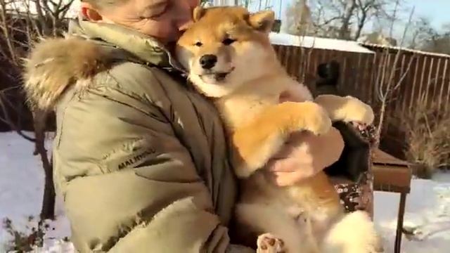 Сиба  или КотоПёс ♥️продается!  #shiba #shibainu #сиба #продажащенков #сибаину #шиба #likedogs #рек
