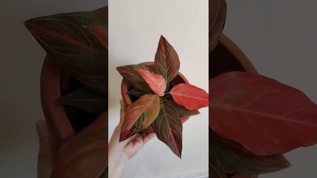 Aglaonema Red Vein