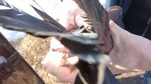 Голуби желтобокие, соломенные, Кировоградские  В гостях у Михаила Панарина, п.Угорье, Олег Костяков