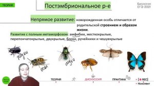Биология ЕГЭ - Онтогенез