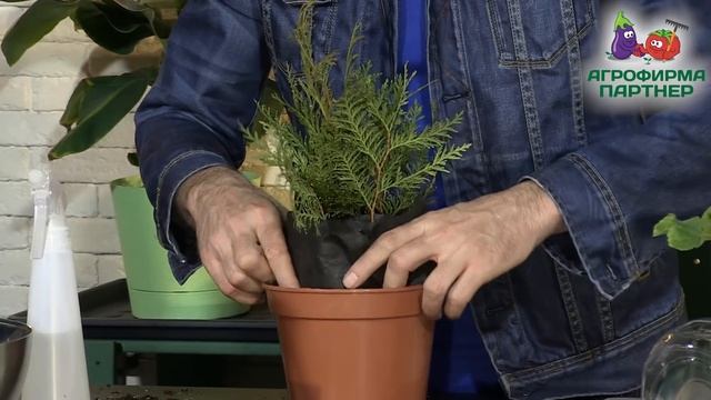 ПРОСТОЙ СПОСОБ ЧЕРЕНКОВАНИЯ ХВОЙНИКОВ