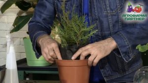 ПРОСТОЙ СПОСОБ ЧЕРЕНКОВАНИЯ ХВОЙНИКОВ