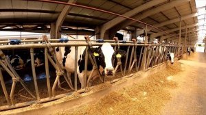 Алатауская и Голштинская породы: рацион, содержание и секрет высоких надоев | Мамед, Байсерке Агро