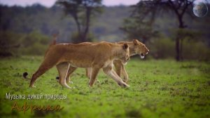 В МИРЕ ЖИВОТНЫХ. АФРИКА. Слон. Зебра. Жираф. Лев. Антилопы.  Музыка дикой природы