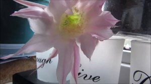 ECHINOPSIS OXYGONA, EASTER LILY CACTUS