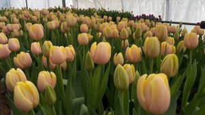 Тюльпан Mango Charm?Вигонка тюльпанів/ Манго Шарм