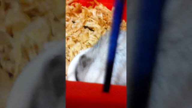 Что делать когда хомячок самка рожает??? смотреть онлайн