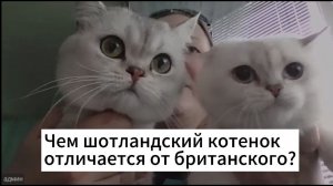 Чем отличается шотландская кошка от британской?