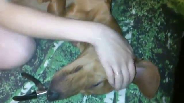 Стрижем когти)) смотреть онлайн