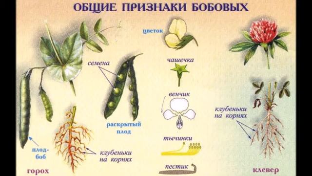 Семейство бобовые Общие признаки Биология 7 класс смотреть онлайн