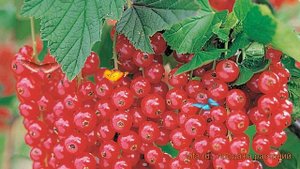 Смородина красная Вика (ribes rubrum) ? смородина Вика обзор: как сажать саженцы смородины Вика