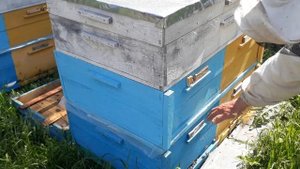 Кассетный лежак. Четыре семьи станут одной с четырьмя матками. Часть 1