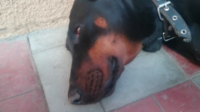 Большая блоха смотреть онлайн