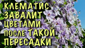 Пересадите ТАК КЛЕМАТИС и он ЗАВАЛИТ ЦВЕТАМИ
