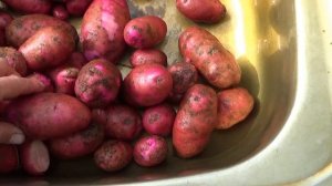 Фиолетовый картофель, сорт "Сюрприз". Выкапываю + дегустация сорта