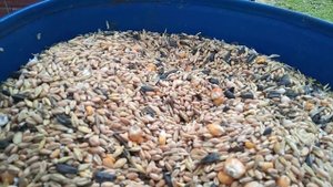 #Зерносмесь для коров