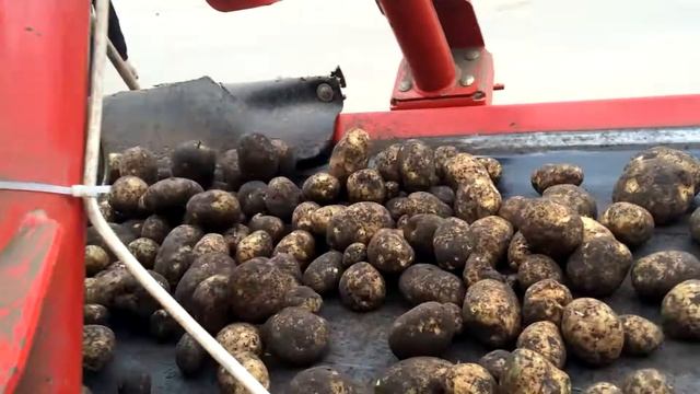 Закладка картофеля на хранение смотреть онлайн