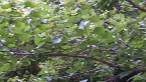 Популярная Биг Перпл. Она покорила сердца всех розоводов