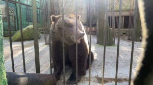 Мама медведица зовет папу медведя в гости к своим малышам!