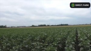 4 видео. Эксперимент 2022  Различия между вариантами