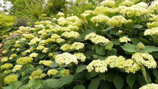 30 Seconds with Lime Rickey® Smooth Hydrangea смотреть онлайн
