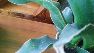 Sansevieria Subspicata 'rosea grandis'