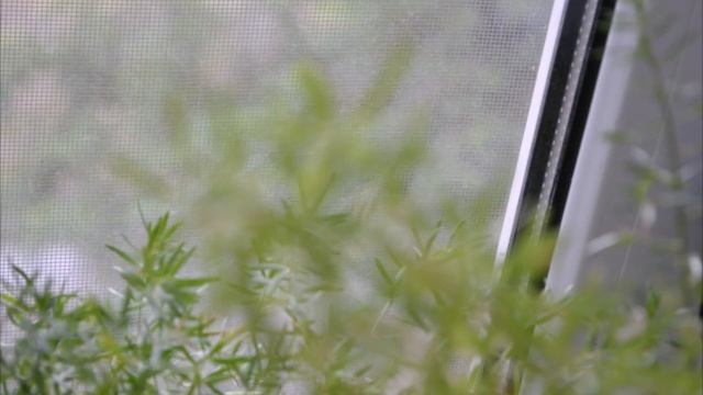 Аспарагус Шпренгера из семян через год. Asparagus Sprenger From Seed After A Year.