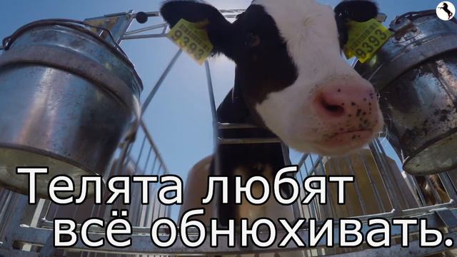 Телята 🐮🐄 Обучающие Карточки - Давайте узнаем о детёнышах домашних животных!
