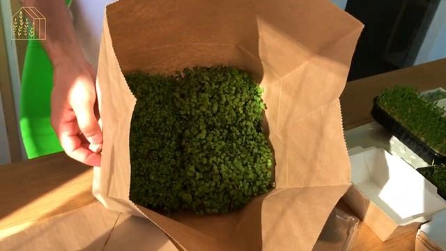 Микрозелень! Наша продукция и упаковка) смотреть онлайн