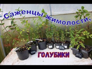 Саженцы жимолости, голубики