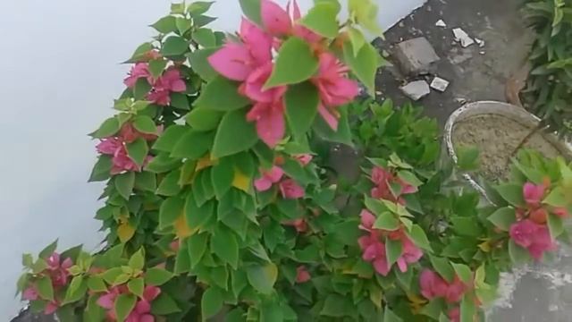 Bougainvillea plant care and growing tips in Hindi.. (Torch Glow Bougainvillea) смотреть онлайн