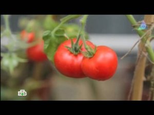 "Чудо техники": Напольные кондиционеры, электрошашлычница и новации для дачи