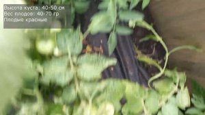 Томат ГНОМ, мегаурожайный морозостойкий ГНОМИК, посадил и забыл, для тех у кого нет времени на уход