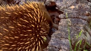 Австралийская ехидна