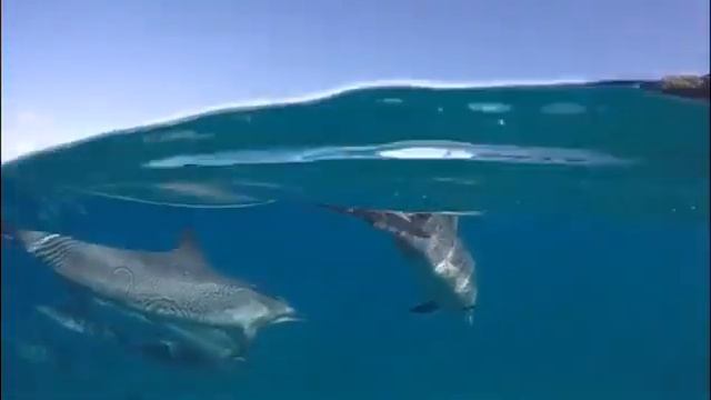 Стая дельфинов dolphin stae смотреть онлайн
