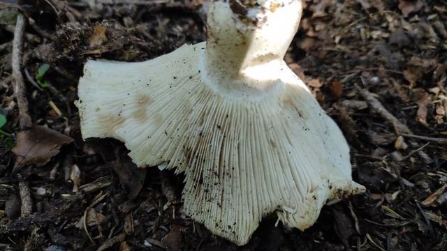 Подгруздок белый(Russula delica) смотреть онлайн