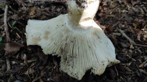 Подгруздок белый(Russula delica)