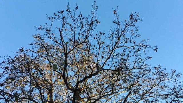 Grey alder (Alnus incana) - crown - November 2017 смотреть онлайн