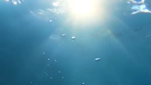 Whale Whispers: Gentle Ambient Whale Calls and Serene Ambient Reverberations for Relaxation смотреть онлайн