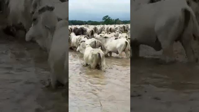 montañas,lomas y savanas de mi inmenso llano