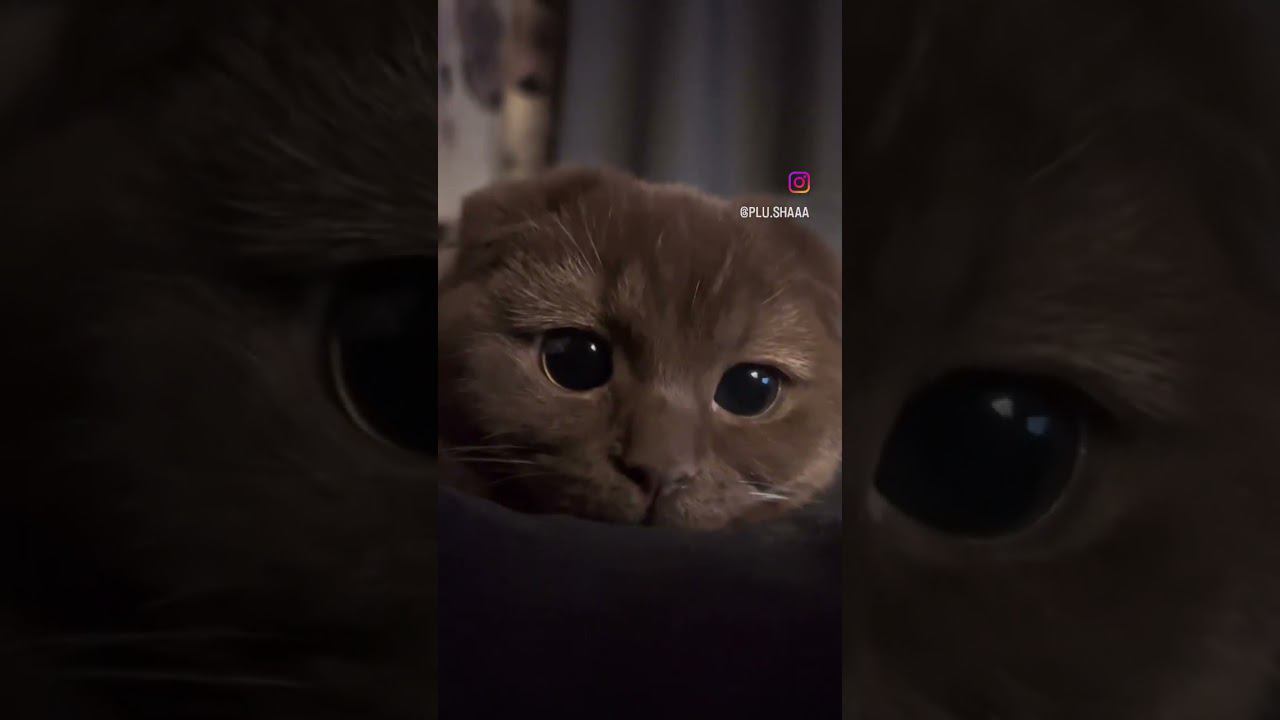 Слова Кошкана смотреть онлайн