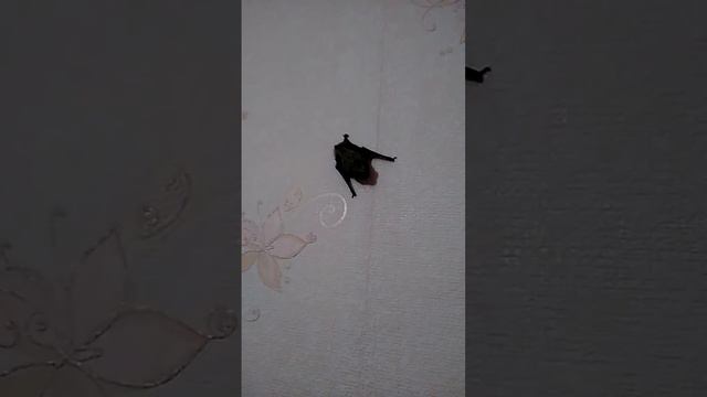 Bat. Летучая мышь дома.