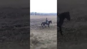 Жеребец иноходец