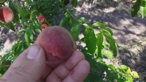 Ранний гибрид. Персик + Абрикос