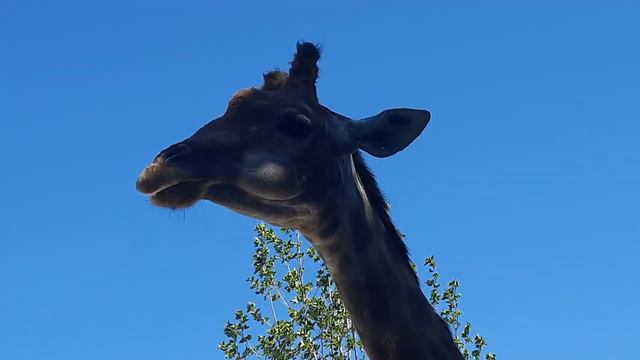 Тайган- парк львов, жираф смотреть онлайн