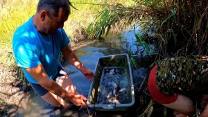 Ловля карася и раков руками в камышах! Ручей полон рыбы!