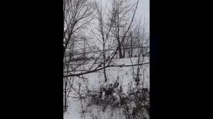 Почему зимой распускается верба?