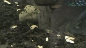 Цихлазома "пчелка"(восьмиполосая)